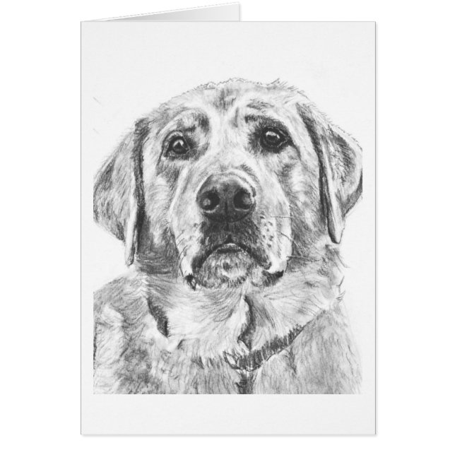 Labrador Face Drawing (Front)