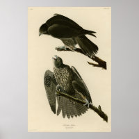 Labrador Falcon from Audubon's Birds of America