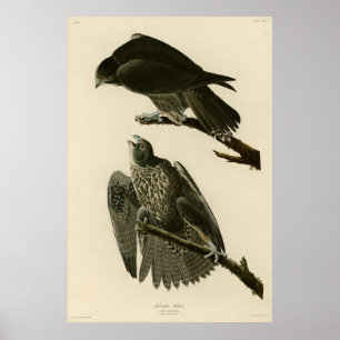 Labrador Falcon from Audubon's Birds of America Poster