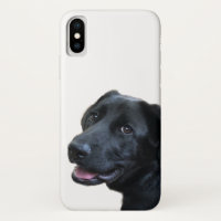 Labrador Love