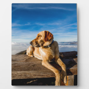Labrador on beach plaque