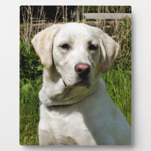 LABRADOR PLAQUE