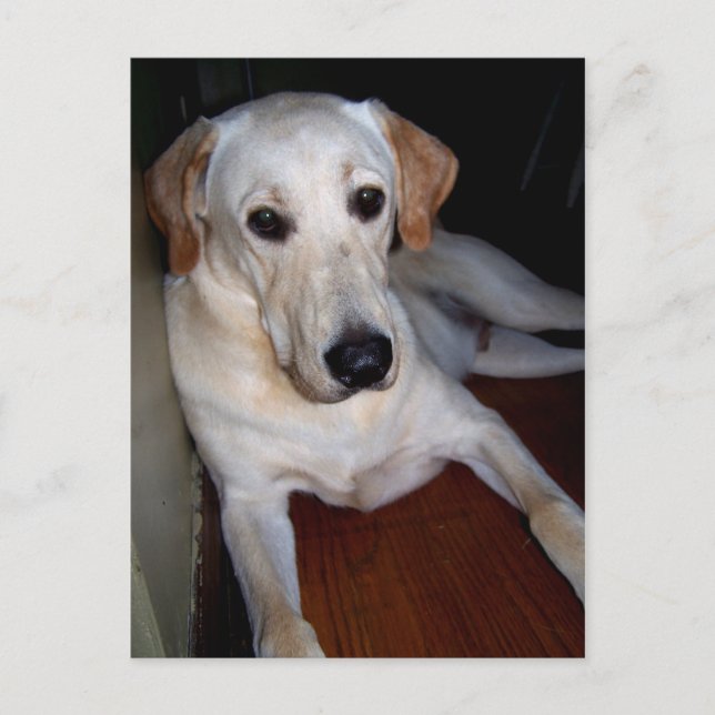labrador postcard (Front)
