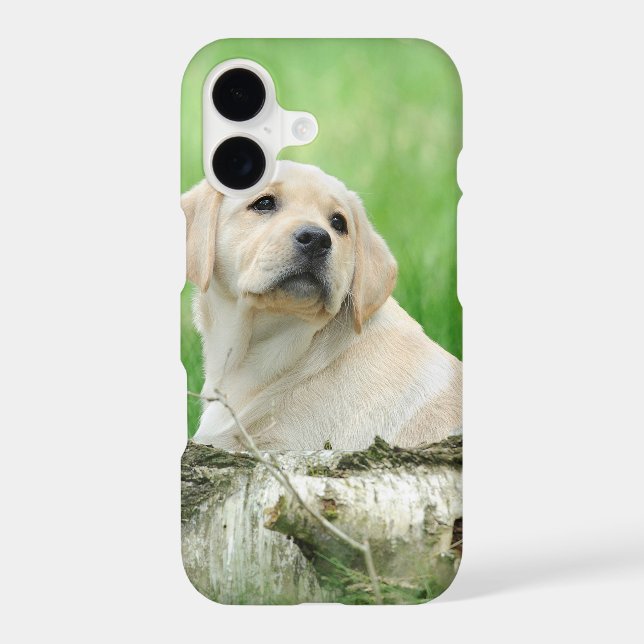 Labrador puppy (Back)