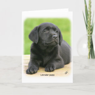 Labrador puppy 9Y267D-109 Card