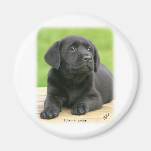Labrador puppy 9Y267D-109 Magnet