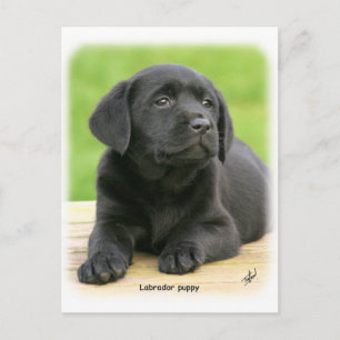 Labrador puppy 9Y267D-109 Postcard
