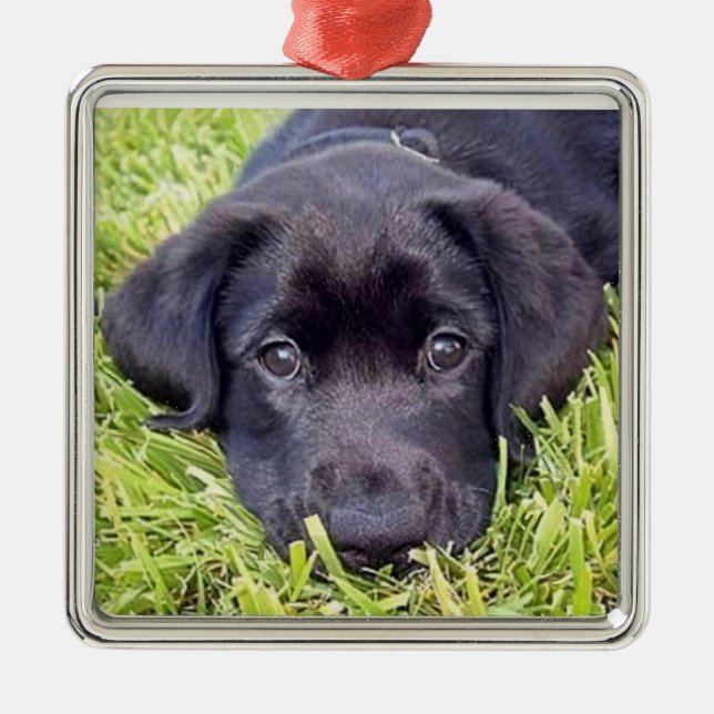 Labrador Puppy - Black Lab - Silver Frame Metal Tree Decoration (Front)