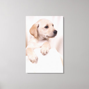 Labrador Puppy Canvas Print