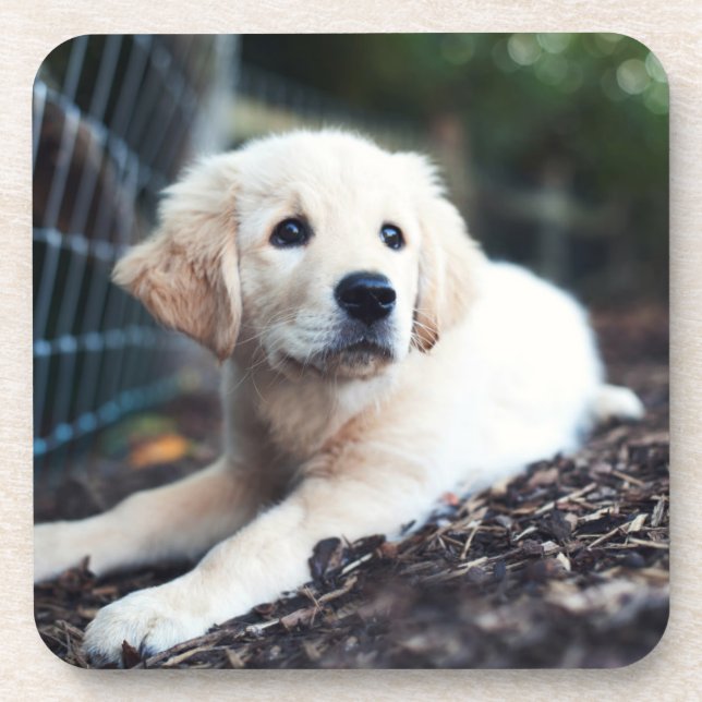 Labrador Puppy Playing In The Garden Coaster (Front)