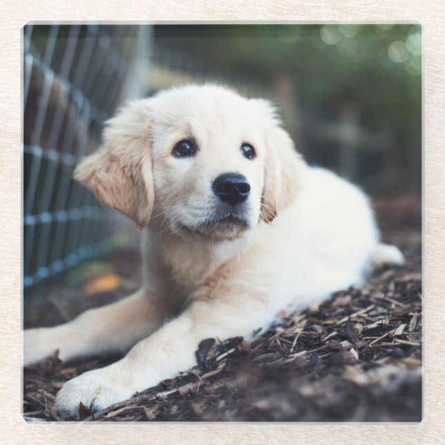 Labrador Puppy Playing In The Garden Glass Coaster (Front)