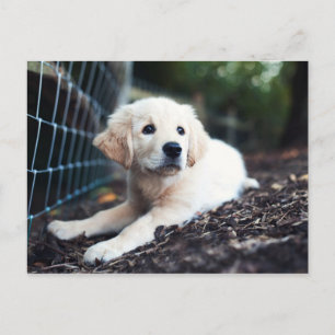 Labrador Puppy Playing In The Garden Postcard