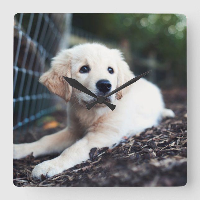 Labrador Puppy Playing In The Garden Square Wall Clock (Front)