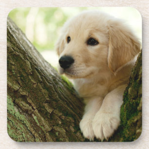 Labrador Puppy Sitting In A Woodland Setting Coaster