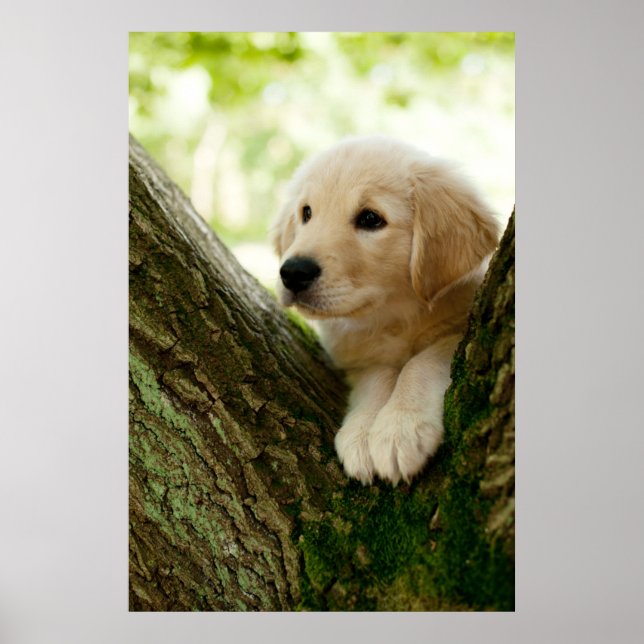 Labrador Puppy Sitting In A Woodland Setting Poster (Front)