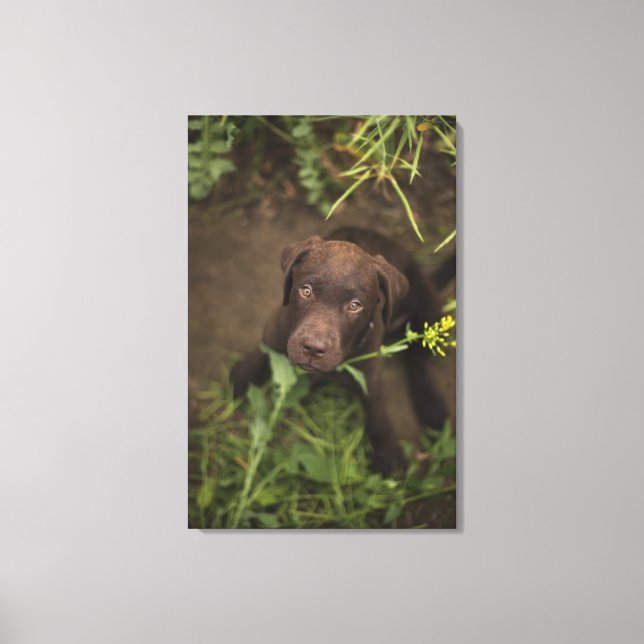 Labrador puppy sitting in grass canvas print (Front)