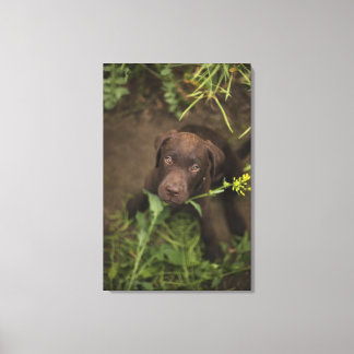 Labrador puppy sitting in grass canvas print