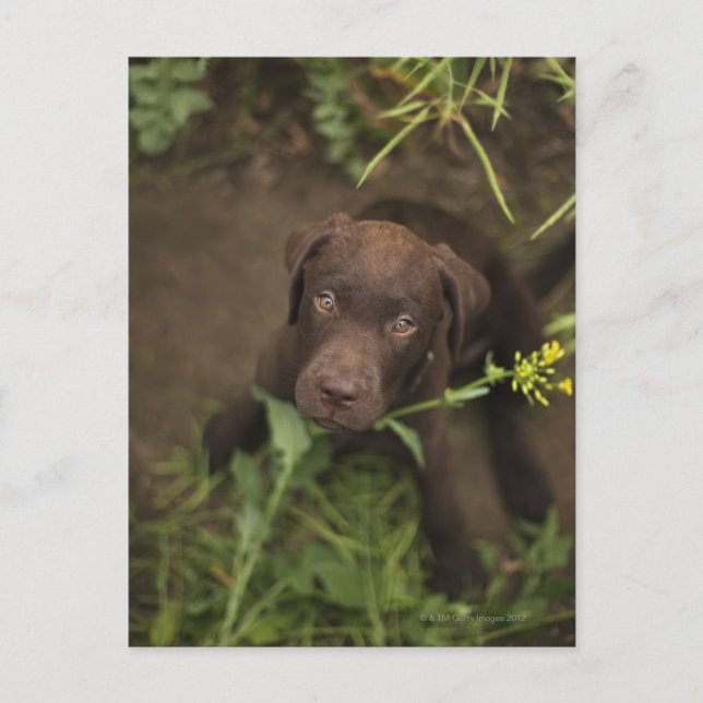 Labrador puppy sitting in grass postcard (Front)