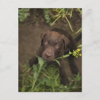 Labrador puppy sitting in grass postcard