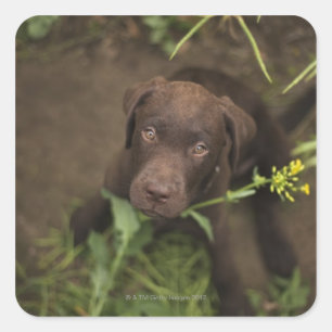 Labrador puppy sitting in grass square sticker