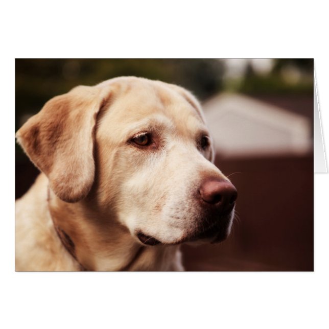 Labrador Retriever (Front Horizontal)