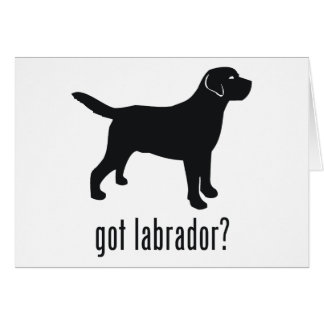 Labrador Retriever