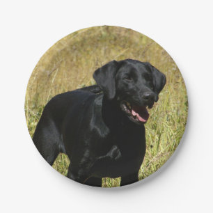 labrador-retriever-25.jpg paper plate