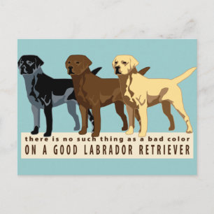 Labrador Retriever 3 colours Postcard