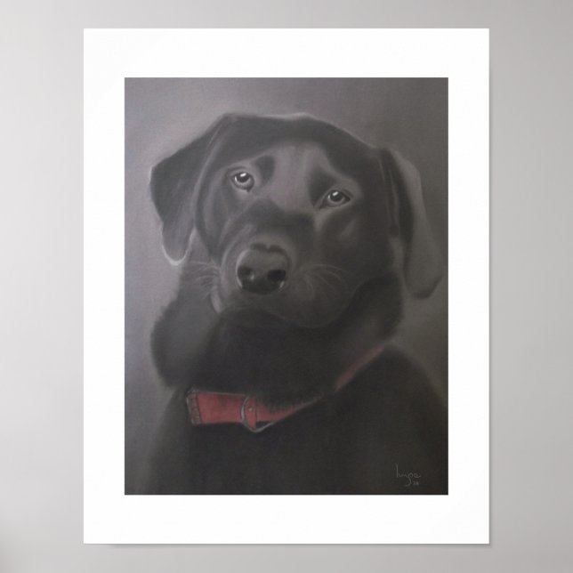 Labrador Retriever Beautiful 11x14 Poster (Front)