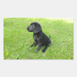 Labrador Retriever Black Puppy Rectangular Sticker
