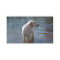 Labrador Retriever Breeder Business Card