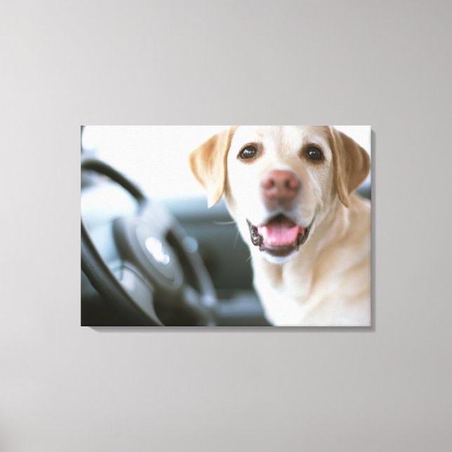 Labrador Retriever Canvas Print (Front)