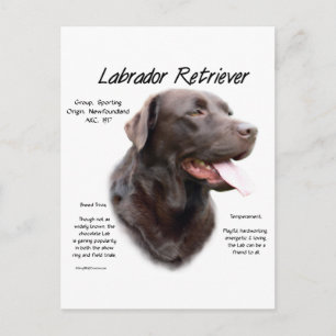 Labrador Retriever (chocolate) History Design Postcard