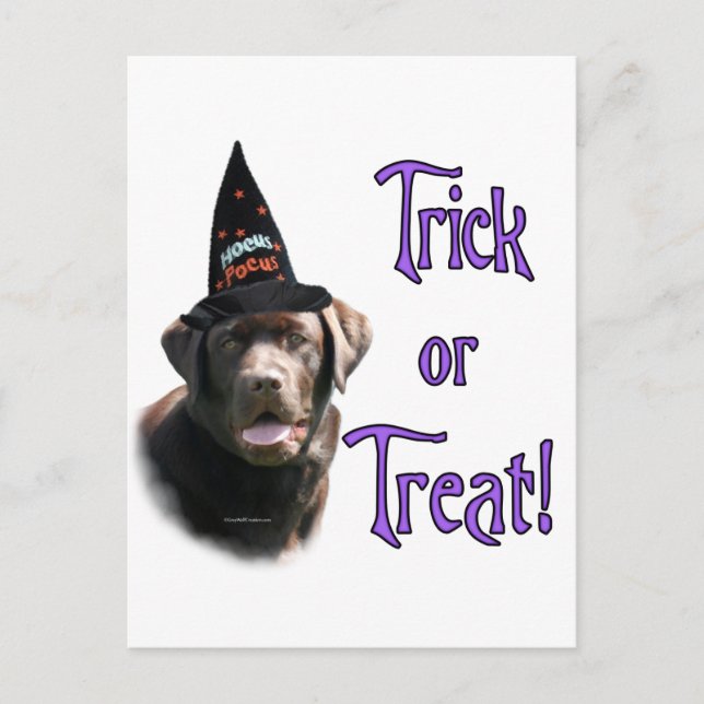 Labrador Retriever (chocolate) Trick Postcard (Front)