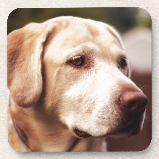 Labrador Retriever Coaster (Front)