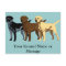 Labrador Retriever colours