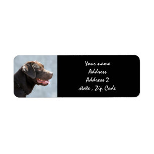 Labrador Retriever Dog