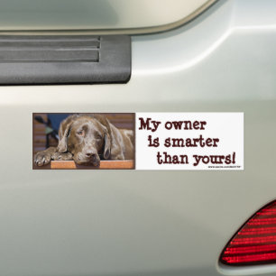 Labrador Retriever Dog Photograph Funny Bumper Sticker