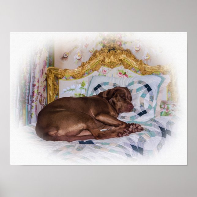 Labrador Retriever Dog, Sleeping Poster (Front)