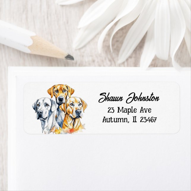 Labrador Retriever Dogs   (Insitu)