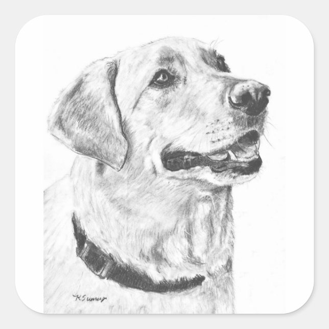 Labrador Retriever Drawing Square Sticker (Front)