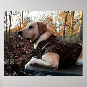 Labrador Retriever Duck Hunter's Ultimate Weapon Poster