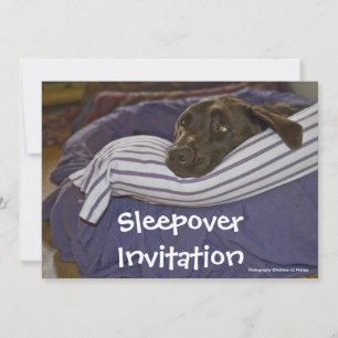 Labrador Retriever In Bed Invitation