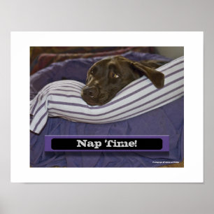 Labrador Retriever In Bed Poster