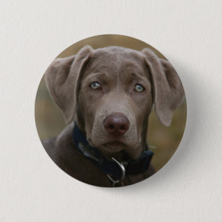 Labrador Retriever In Rare Light Silver 6 Cm Round Badge
