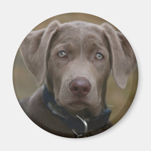 Labrador Retriever In Rare Light Silver Magnet (Front)