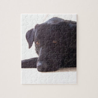 labrador retriever jigsaw puzzle