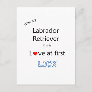 Labrador Retriever Love at First Lick Postcard