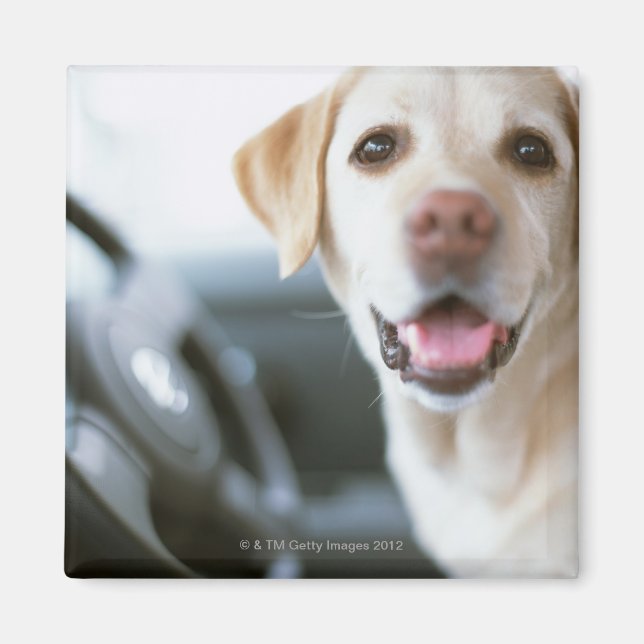 Labrador Retriever Magnet (Front)