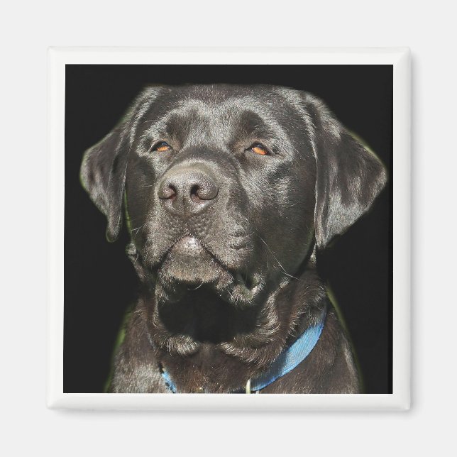 Labrador Retriever Magnet (Front)